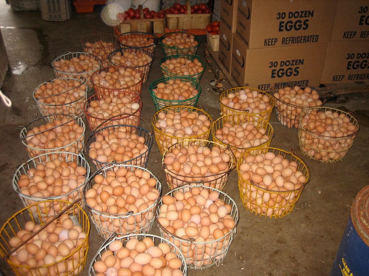 Farm Eggs