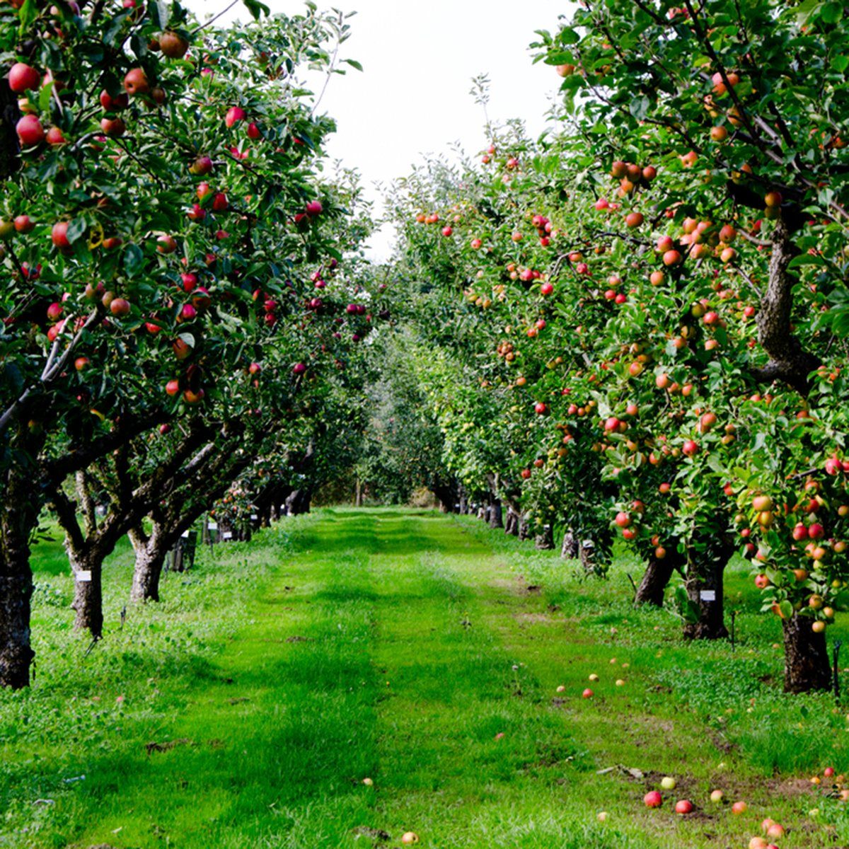 Orchard