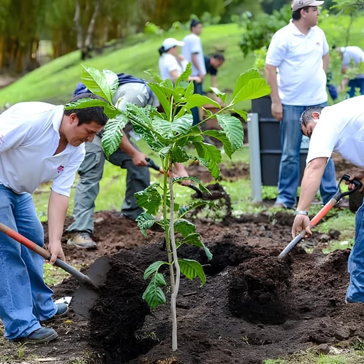 Tree Planting